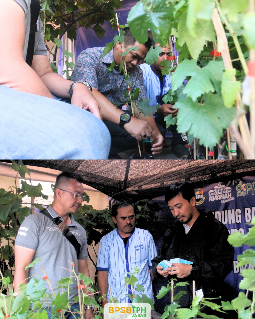 BPSBTPH Jawa Barat Hadiri Bandung Barat Amanah Agro Expo 2025 dan Serahkan Sertifikat Varietas Unggul